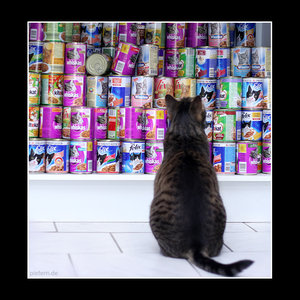 cat.jpg